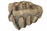 5.3" Partial Southern Mammoth Molar - Hungary - #200769-1
